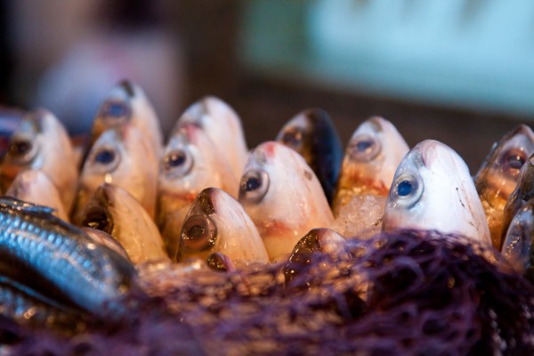 Egyptian Fish Egyptian Fish