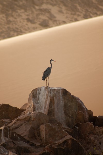 Nile bird life Nile bird life
