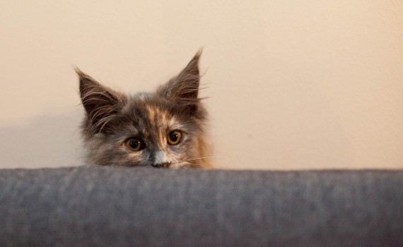 A new houseguest