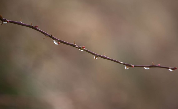 Pointy foliage