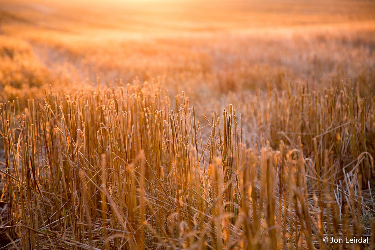 Harvest glow