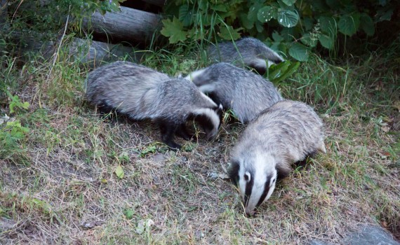 Badger family
