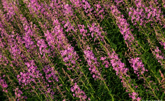 Rosebay Willowherb
