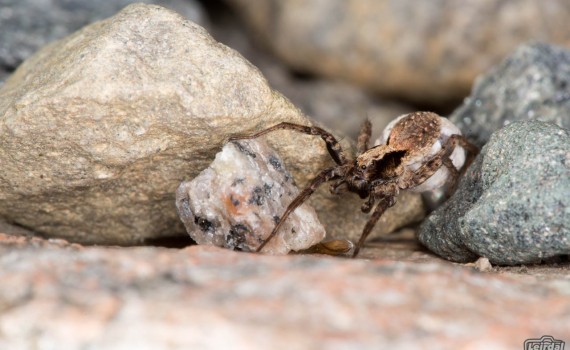 Spider