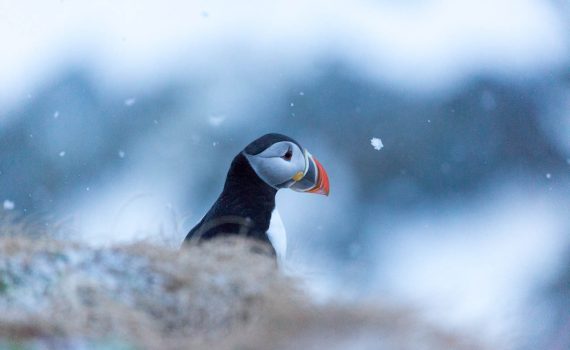 Puffin in the snow